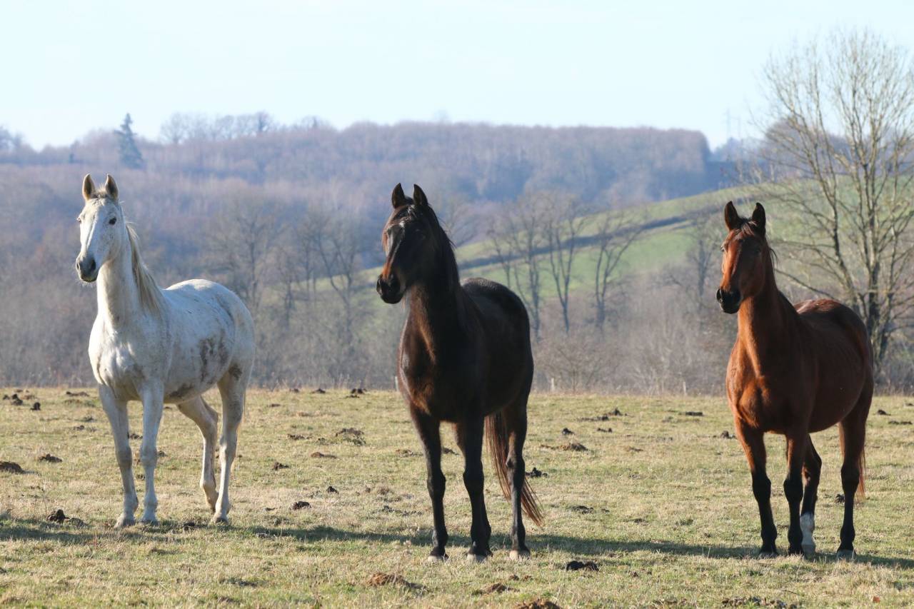 ✨&nbsp;Belle jument grise &agrave; vendre &ndash; 2 000 &euro;&nbsp;✨