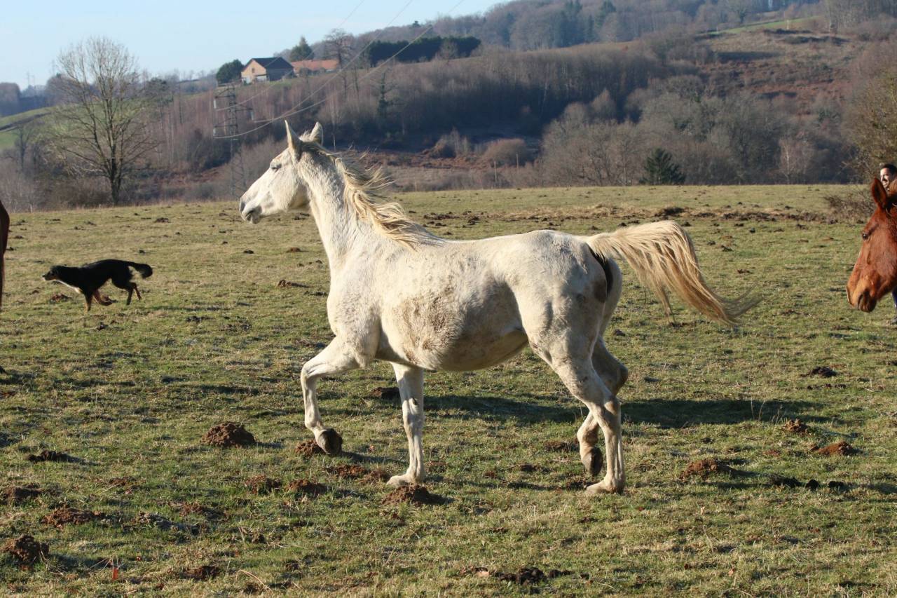 ✨&nbsp;Belle jument grise &agrave; vendre &ndash; 2 000 &euro;&nbsp;✨