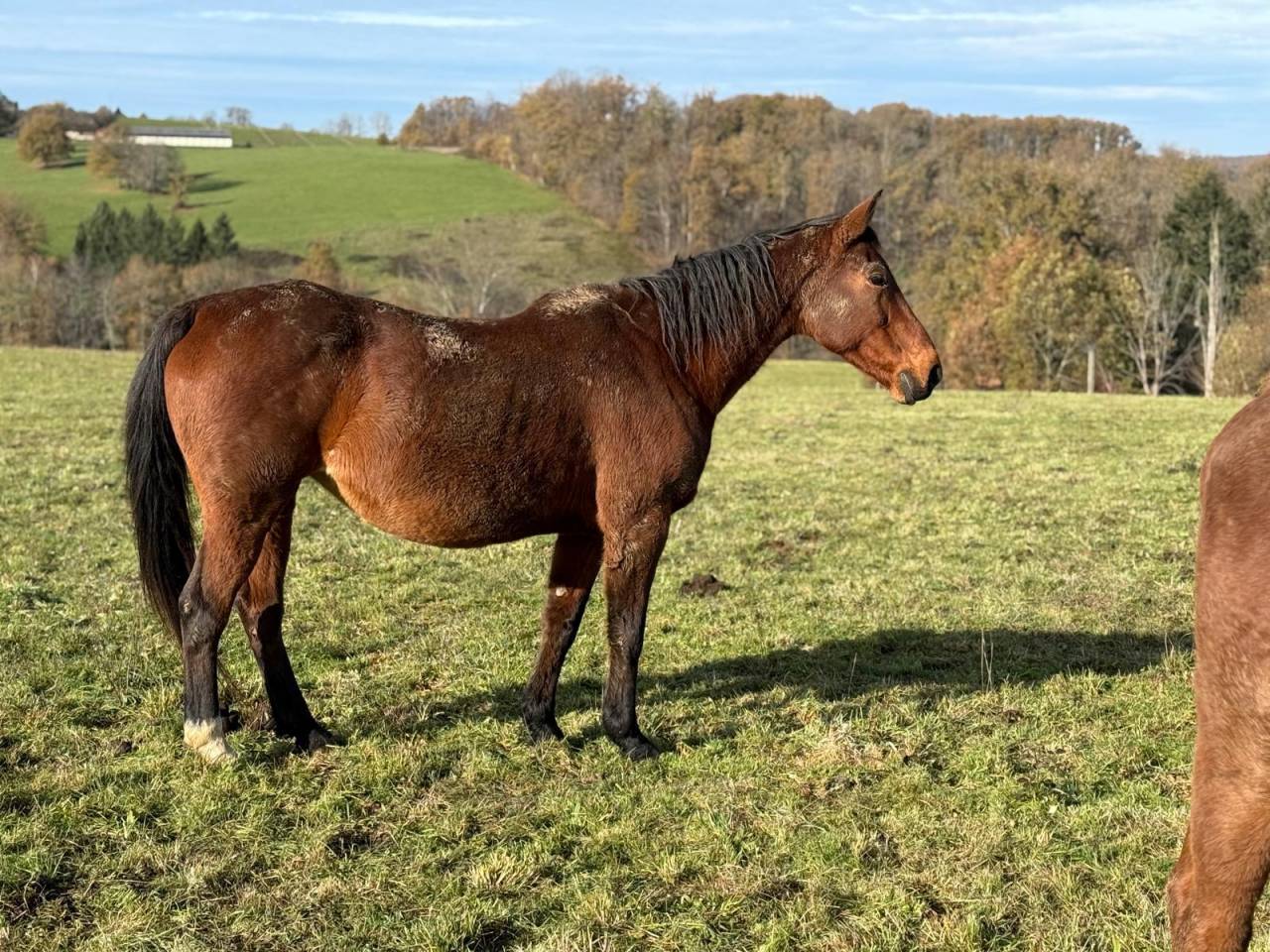 ✨&nbsp;Belle jument bai &agrave; vendre - 1 500e ✨