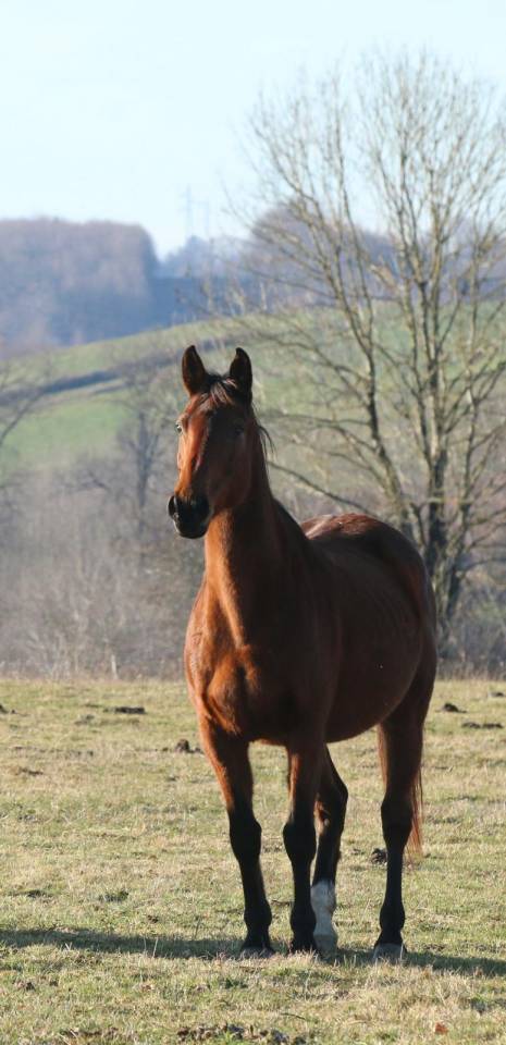 ✨&nbsp;Belle jument bai &agrave; vendre - 1 500e ✨