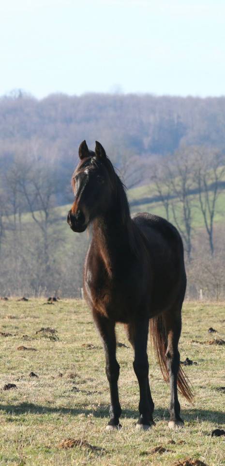 ✨&nbsp;Belle jument bai &agrave; vendre - 2000e  ✨