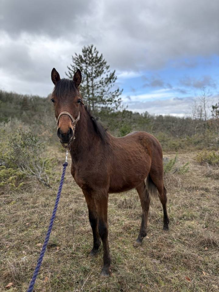 Poulain OC de 1 an