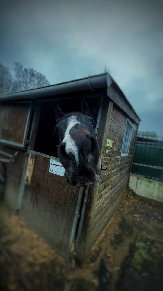 Palefrenier-soigneur &ndash; Prestations &eacute;questres (auto-entr