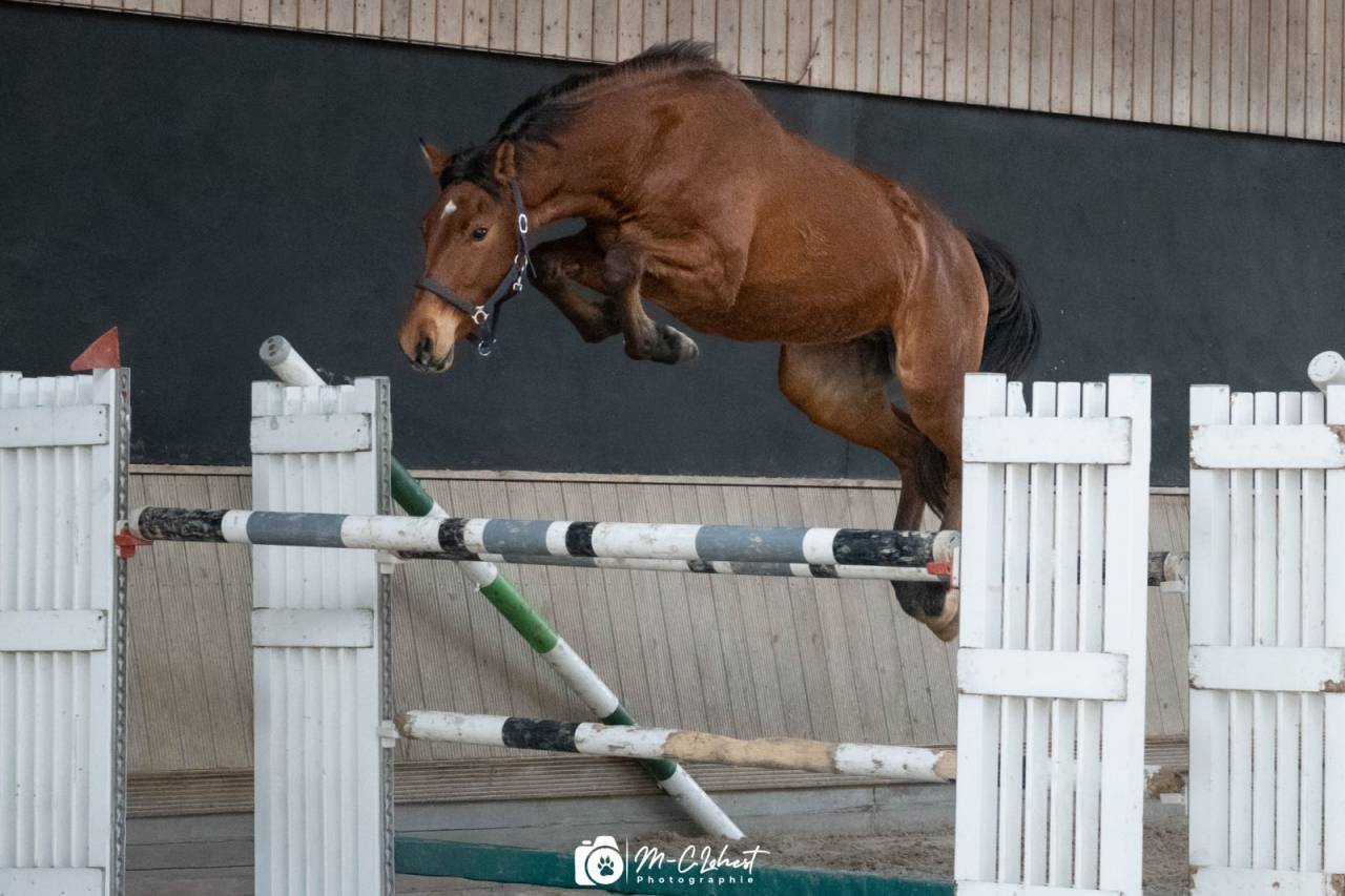 Hongre 3 ans  &agrave; vendre 