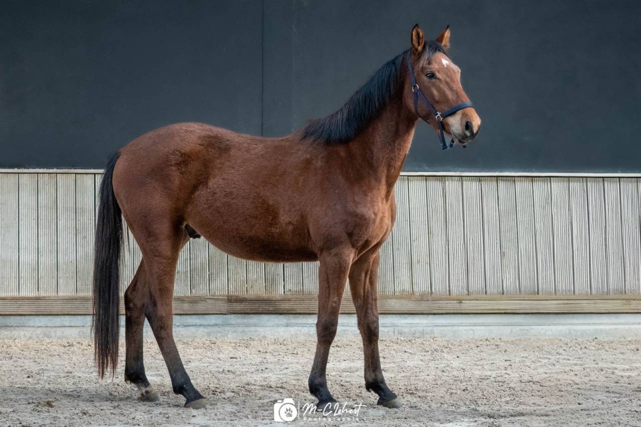 Hongre 3 ans  &agrave; vendre 