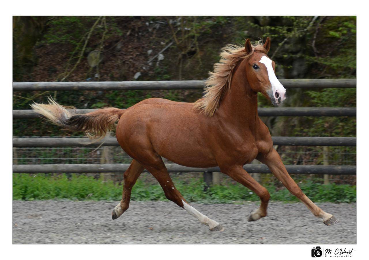 Hongre 4 ans &agrave; vendre 