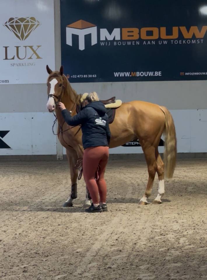 Hongre 4 ans &agrave; vendre 