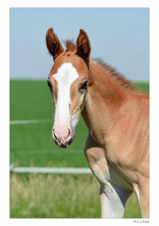 Hongre 4 ans &agrave; vendre 