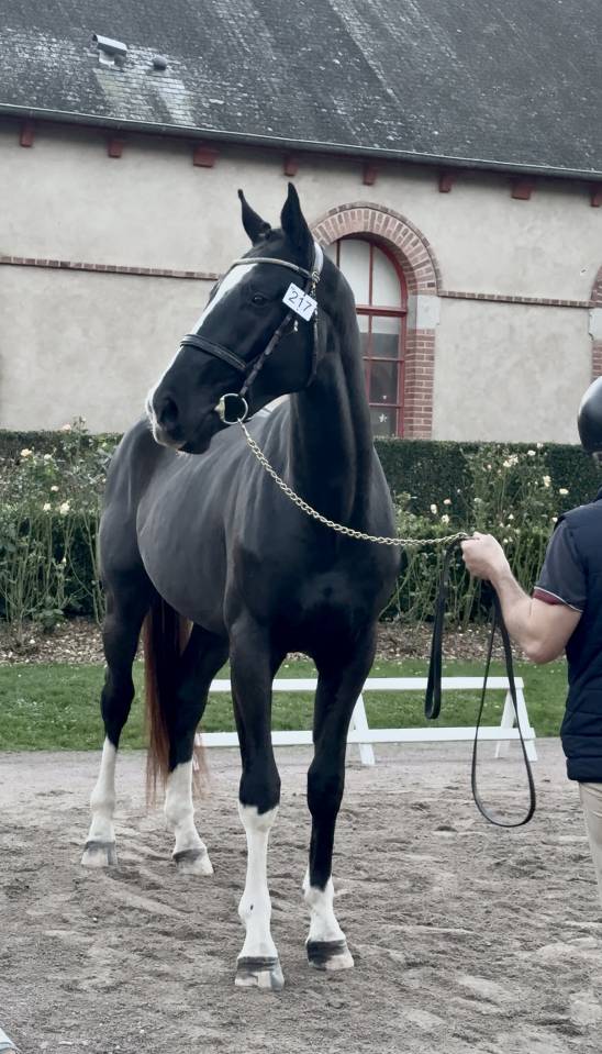 Hongre selle fran&ccedil;ais 