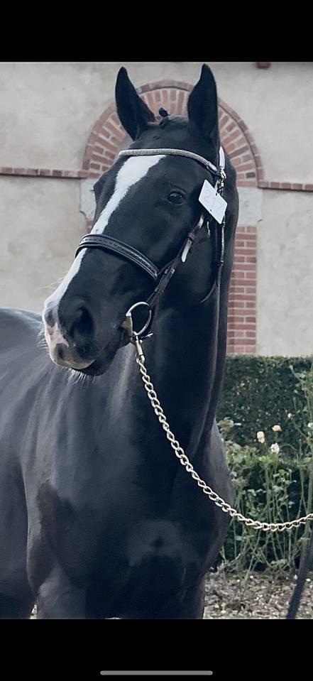 Hongre selle fran&ccedil;ais 