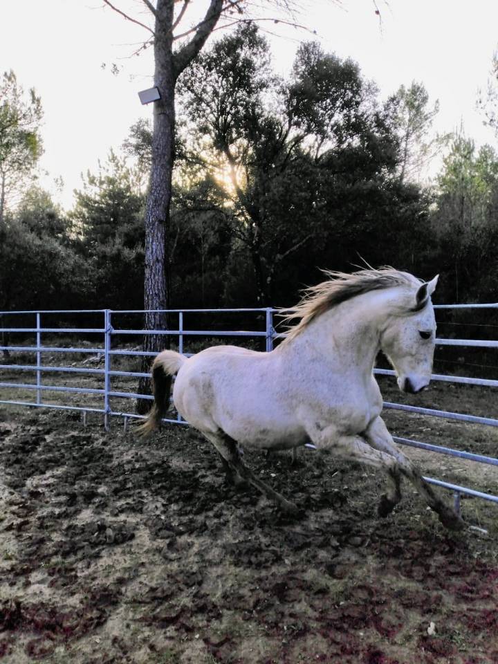 &Agrave; vendre &ndash; Cheval Lusitanien PP gris &ndash; 17 ans &ndash; 1m55