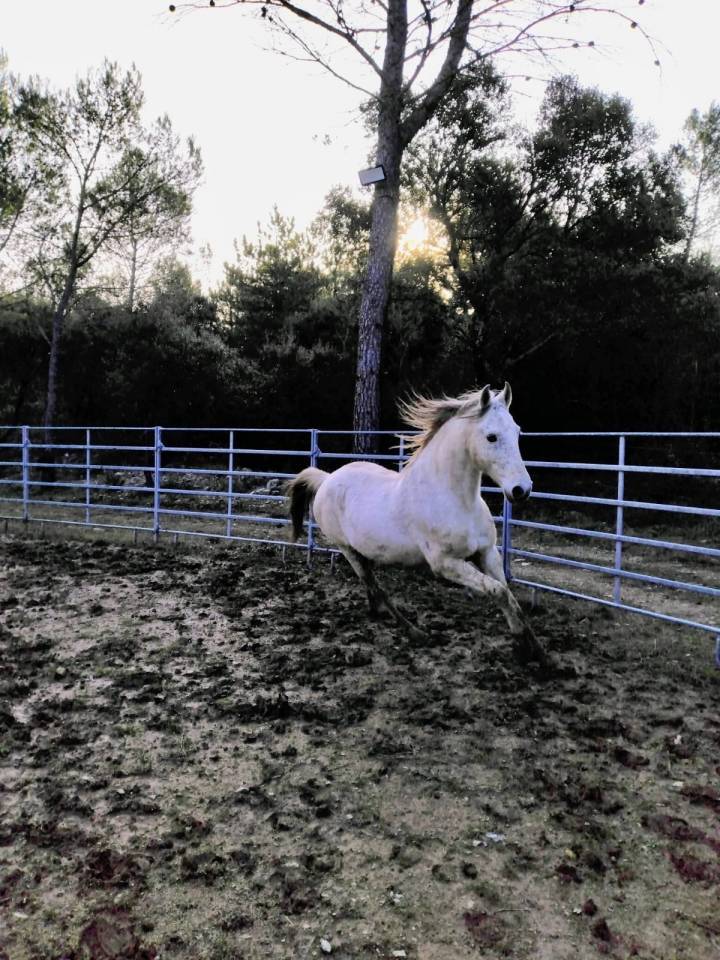 &Agrave; vendre &ndash; Cheval Lusitanien PP gris &ndash; 17 ans &ndash; 1m55