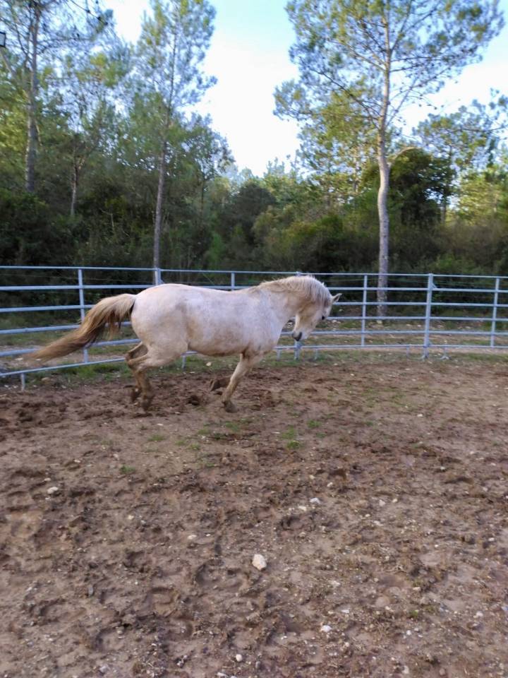 &Agrave; vendre &ndash; Cheval Lusitanien PP gris &ndash; 17 ans &ndash; 1m55