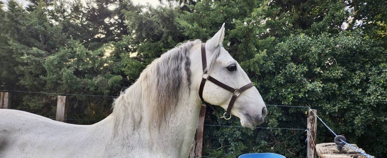 &Agrave; vendre &ndash; Cheval Lusitanien PP gris &ndash; 17 ans &ndash; 1m55