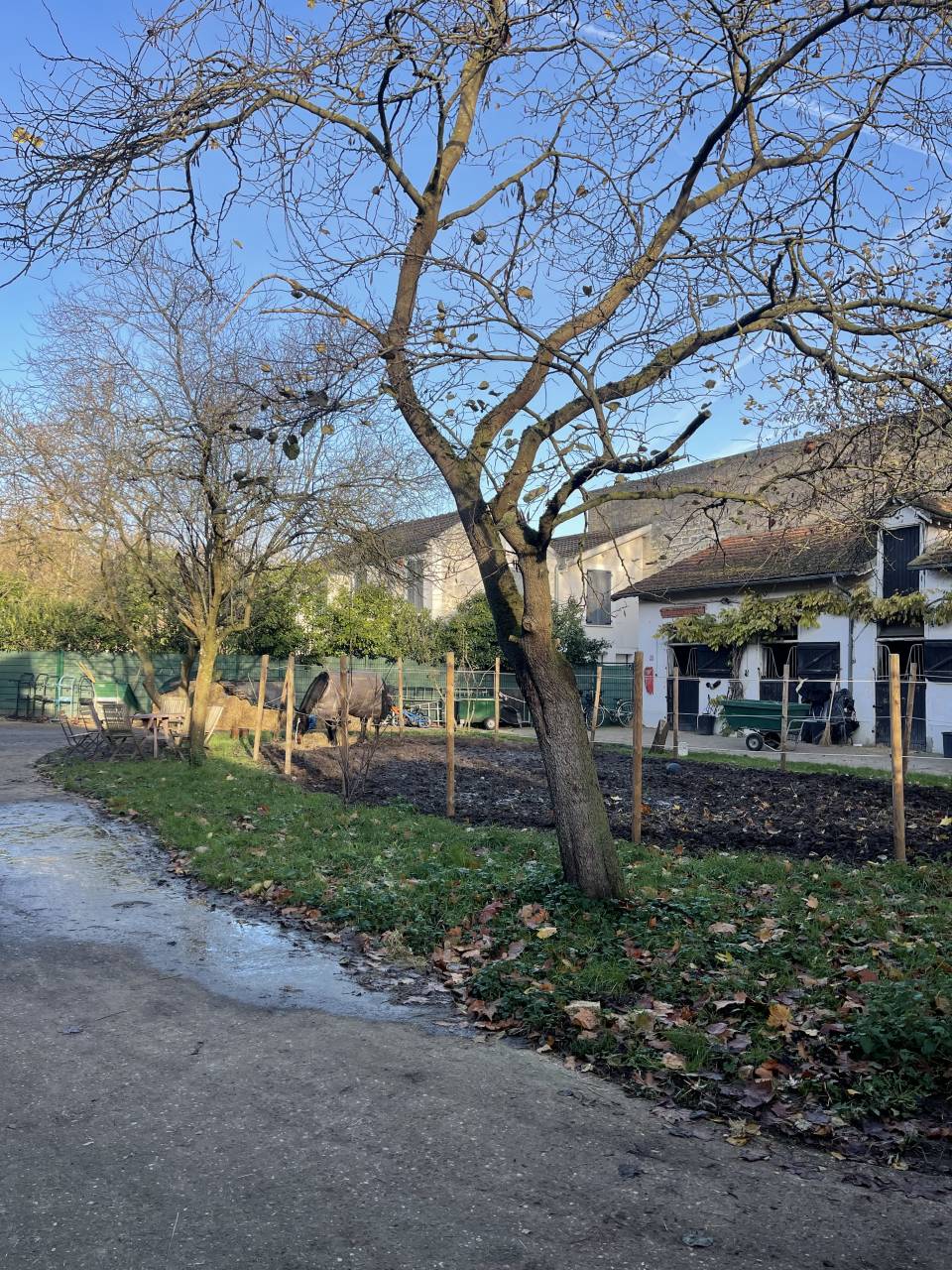 Pension Chevaux - Maisons Laffite 