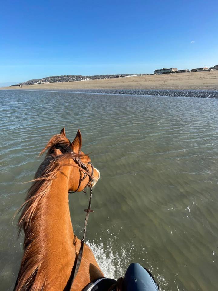 Poney D 11ans ideal famille et concours