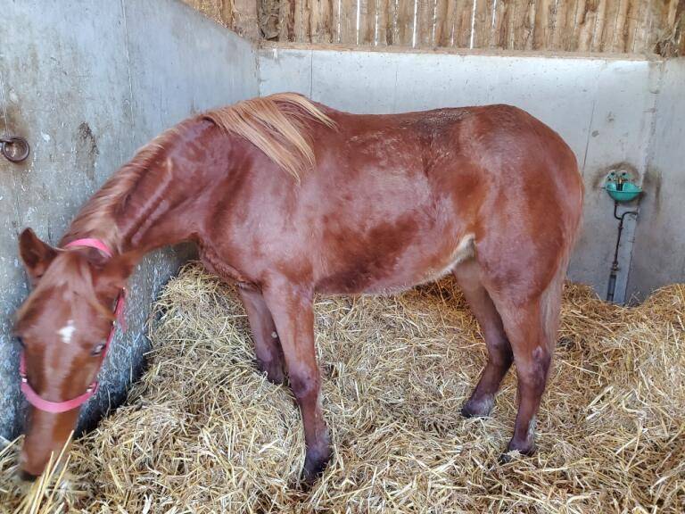 Yerlings TF N&eacute;s 2024-Demande d offres d achats