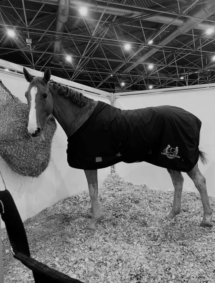 Hongre, selle Fran&ccedil;ais, 10 ans