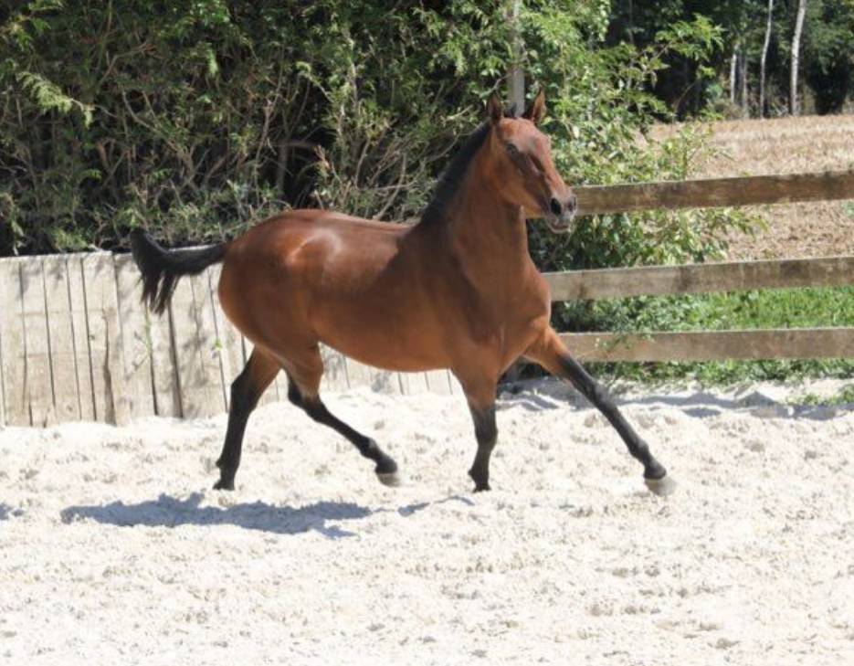 Texas Pereira Pouliche pur-sang lusitanien 