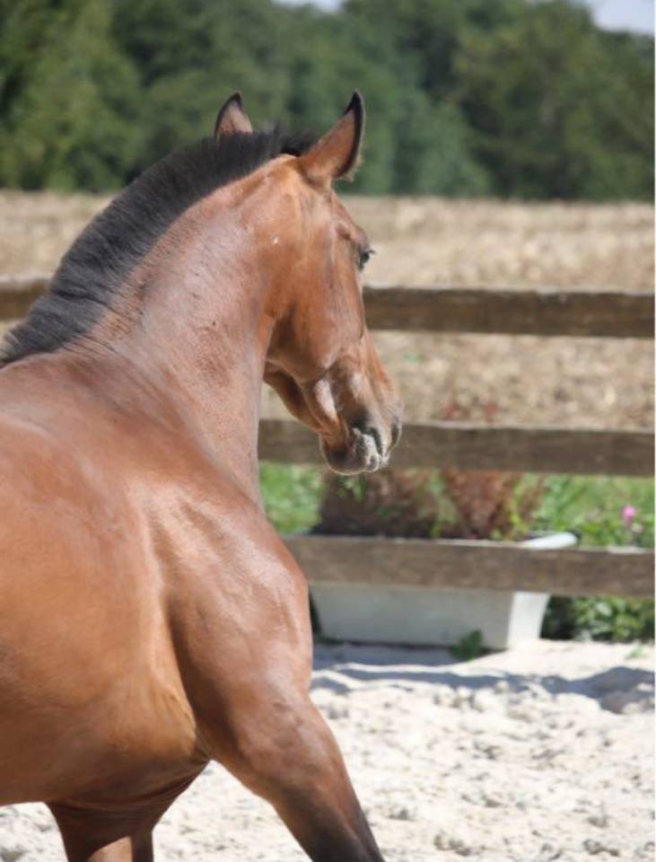 Texas Pereira Pouliche pur-sang lusitanien 