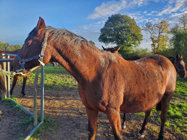 QUARTELETTE Poulini&egrave;re Trotteur Fran&ccedil;ais &ndash;Jument Pleine