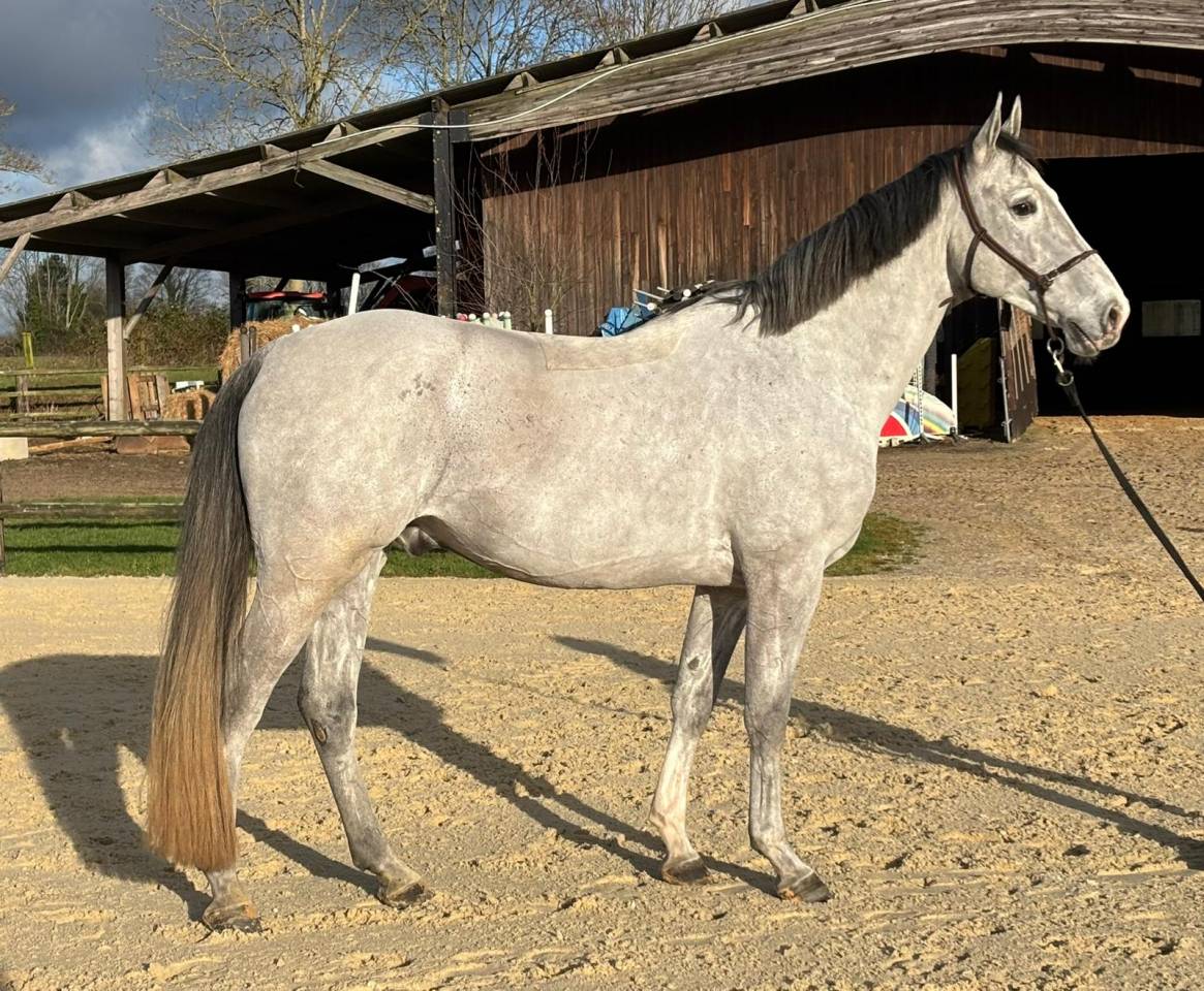 IDEAL AMATEUR HONGRE GRIS 6 ANS CABRIOZ/TOULON 
