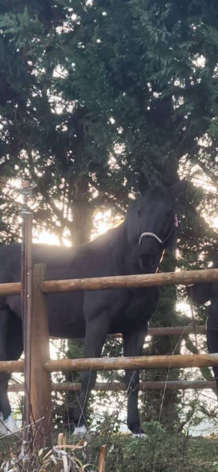 Cheval ma&icirc;tre d&rsquo;&eacute;cole 