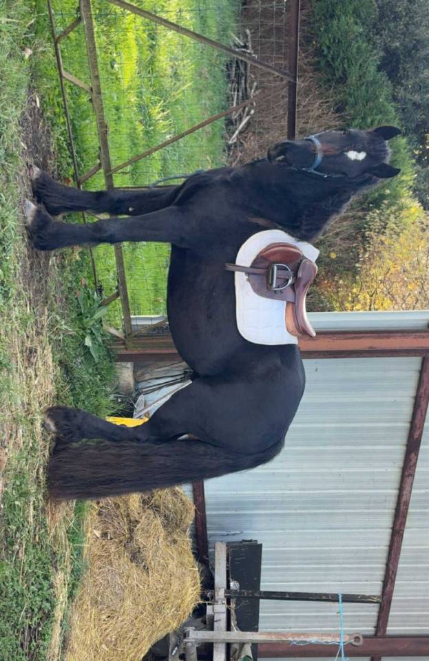 Entier ONC Frison x Irish Cob