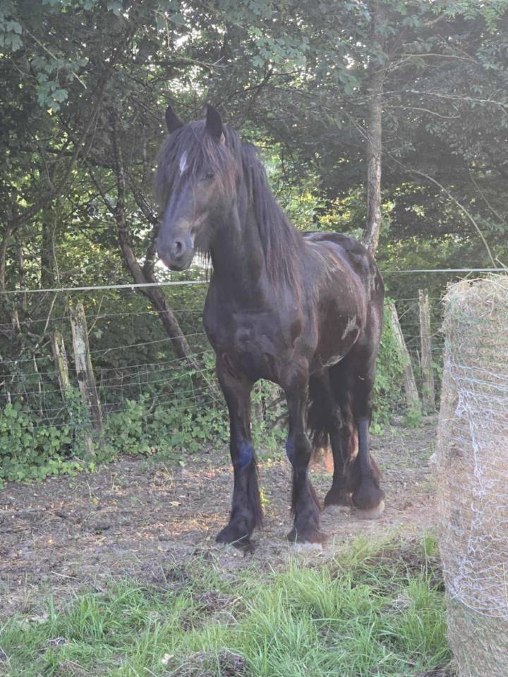 Entier ONC Frison x Irish Cob
