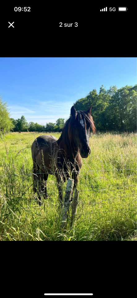 Entier ONC Frison x Irish Cob