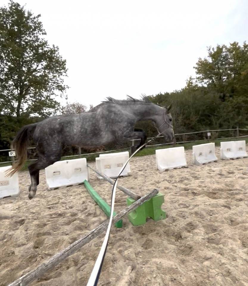 Jument de 5 ans par EKANO DKS