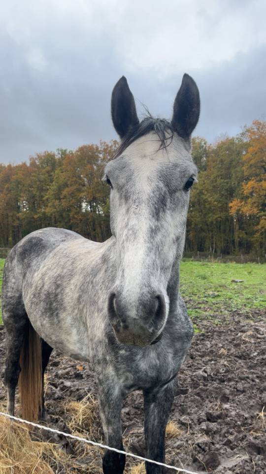 Jument de 5 ans par EKANO DKS