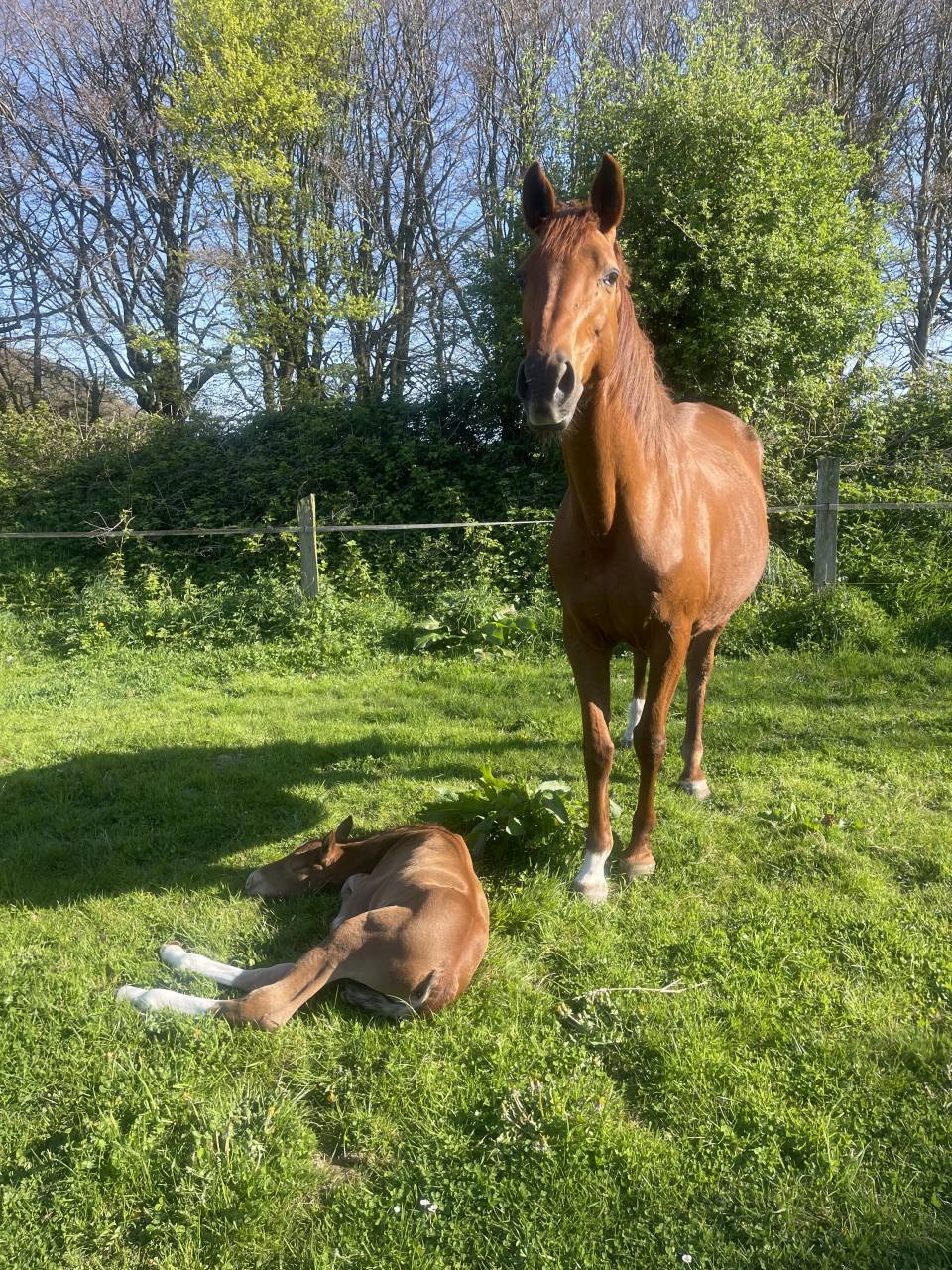 Jument poulini&egrave;re 