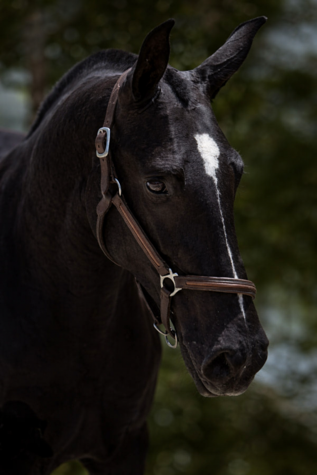Magnifique jument poulini&egrave;re PRE apta