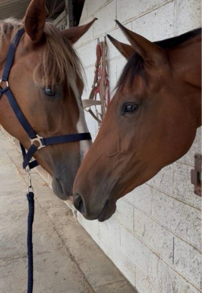 Poulini&egrave;re 2021 x Carambole 