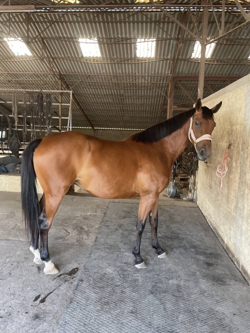 Poulini&egrave;re 2021 x Carambole 