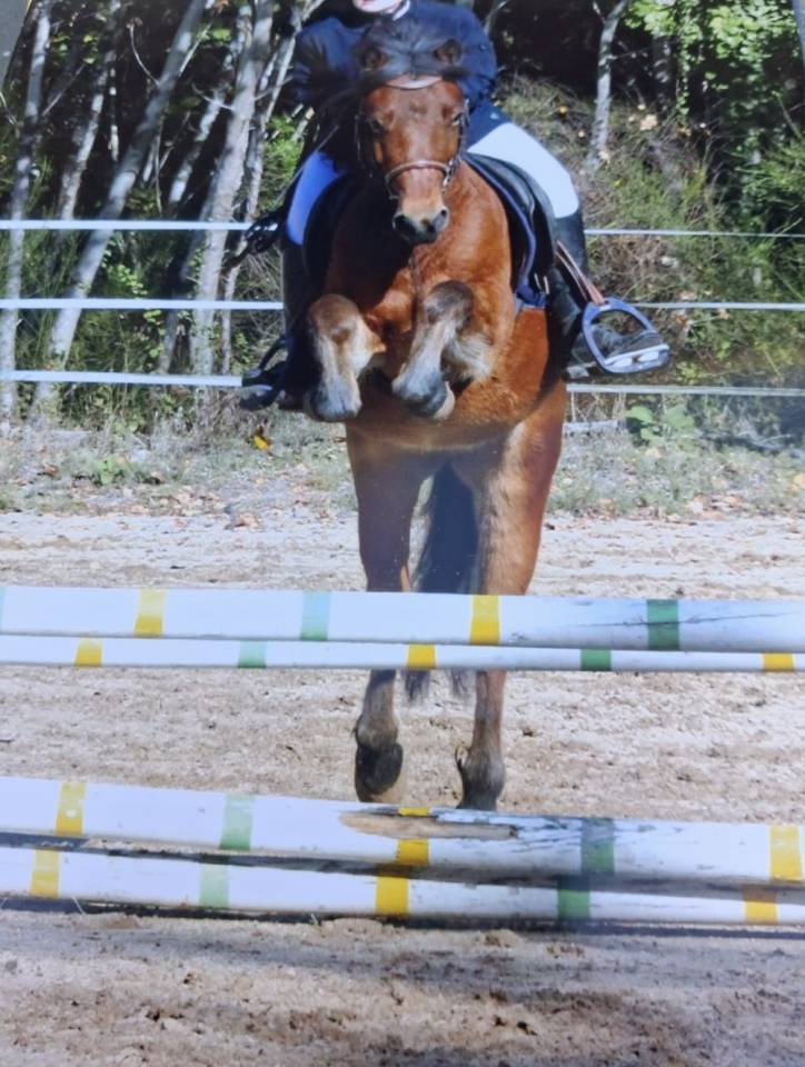 Poney B &agrave; vendre 