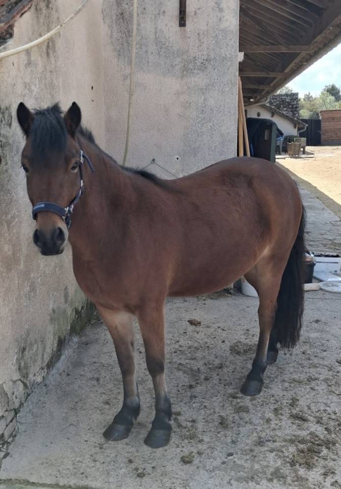 Poney B &agrave; vendre 