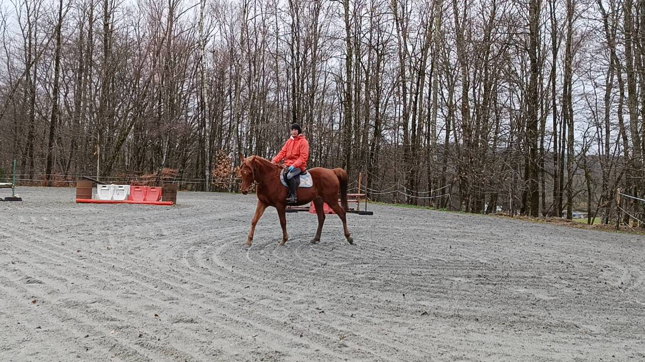 Cheval de Loisir, Rando+ activit&eacute;s compet si besoin