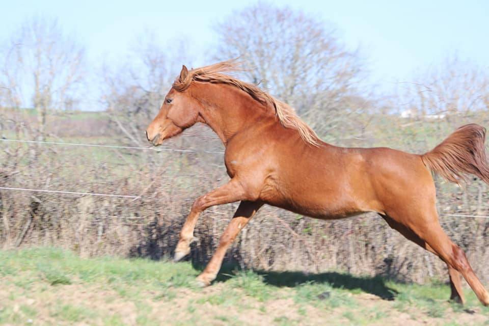 Cheval de Loisir, Rando+ activit&eacute;s compet si besoin