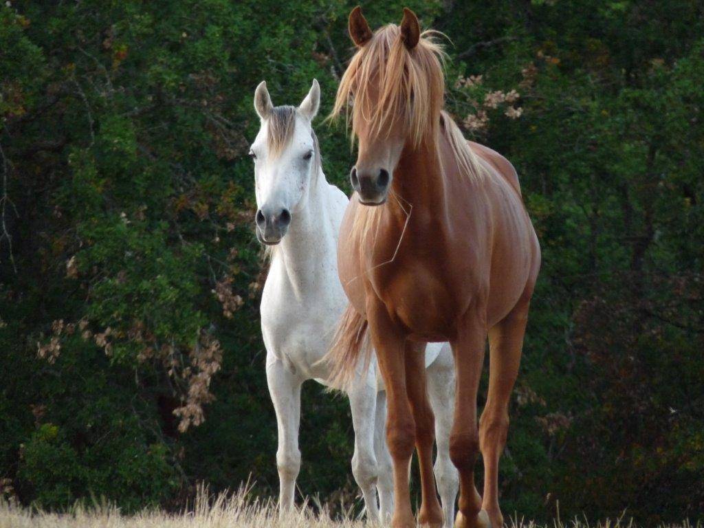 Cheval de Loisir, Rando+ activit&eacute;s compet si besoin