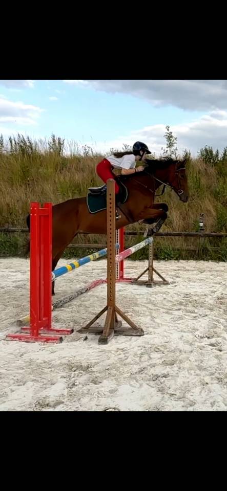 Jument pur sang 7 ans 