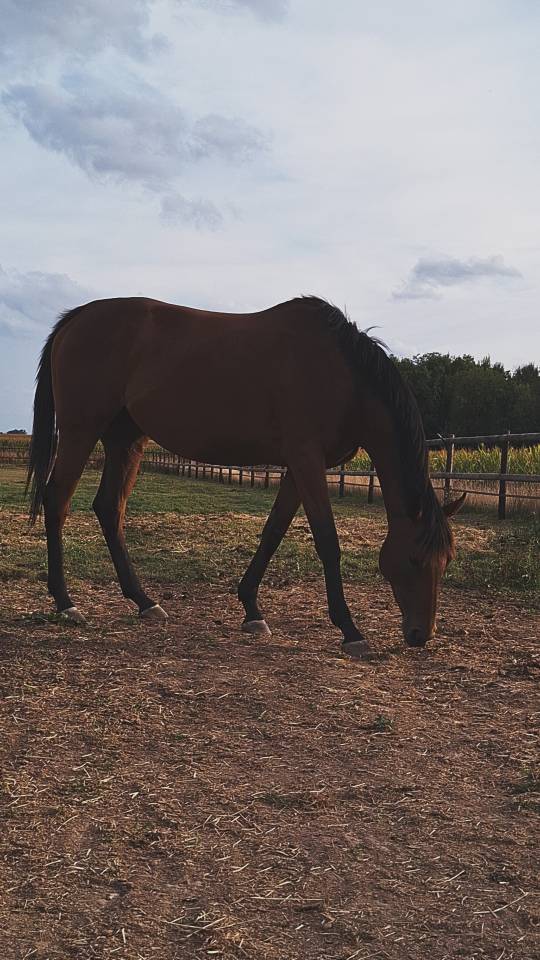 Jument pur sang 7 ans 