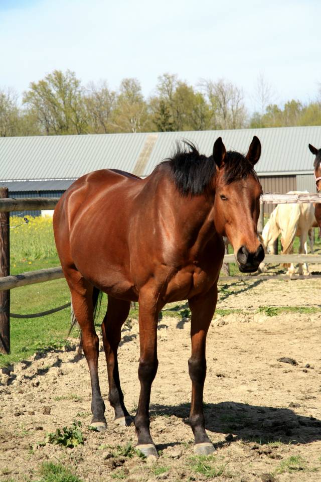 Jument pur sang 7 ans 