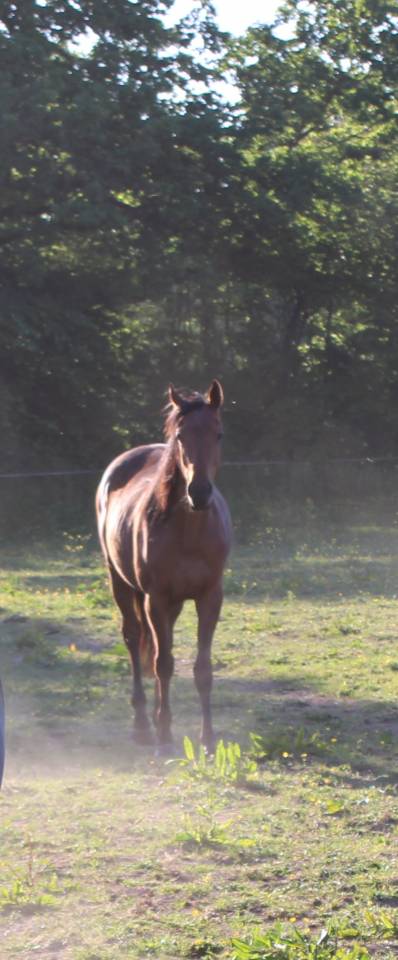 Belle et grande jument