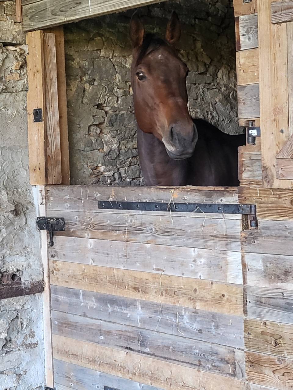 Belle et grande jument