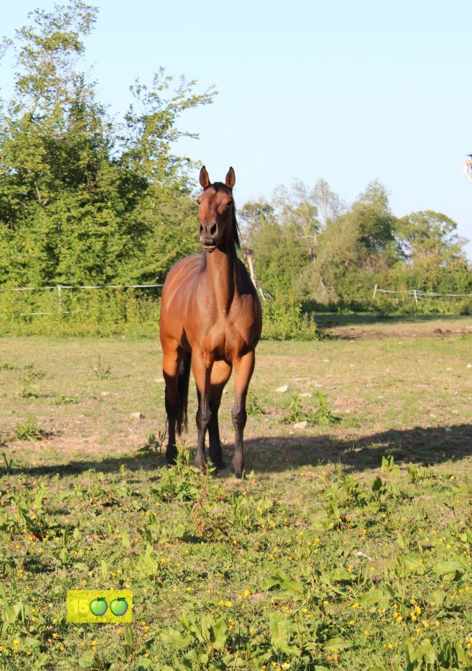 Belle et grande jument