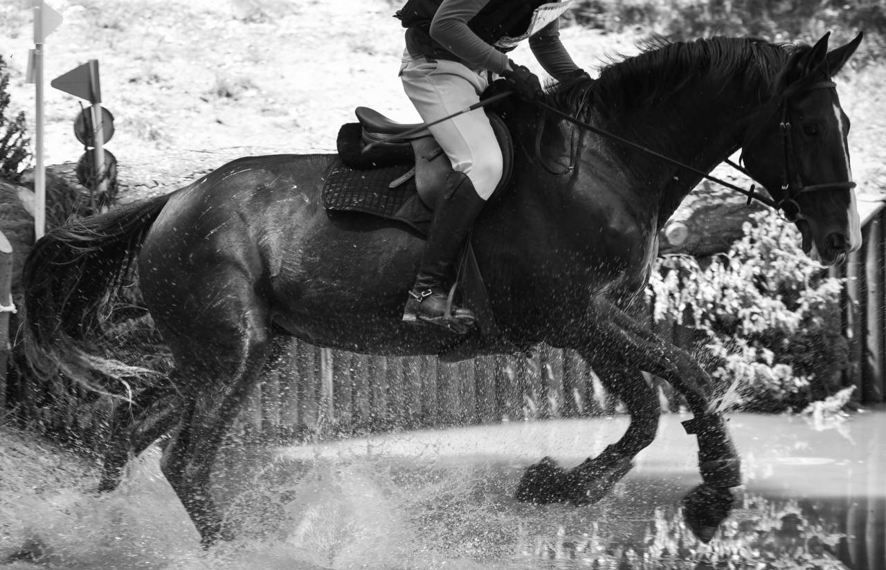 DP adorable jument, foret accessible transports