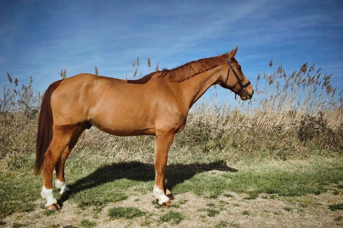 ULTRA KALASKA PIERRE