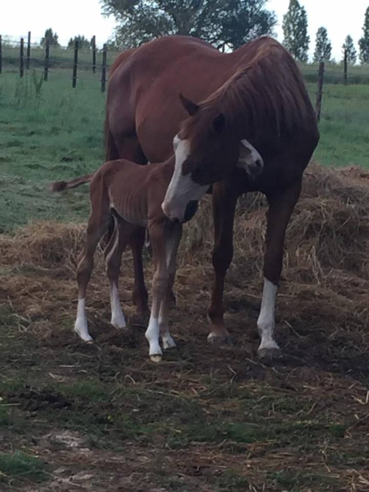 &Agrave; vendre jument SF plein papier de 18 ans 